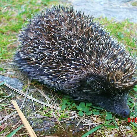 Romanticka Drevenica Σπίτι διακοπών Liptovská Osada