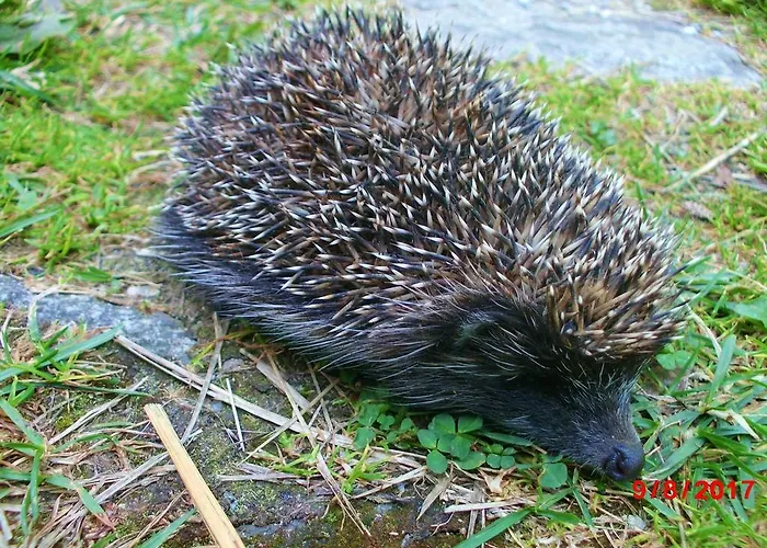 Romantická Drevenica Сasa de vacaciones Liptovská Osada